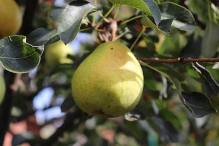 成熟的梨在树枝在有机花园。在阳光下, 梨树枝上生长着梨的近景, 选择性地关注梨