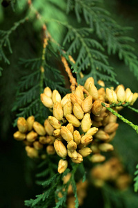 西葫芦是一种常绿针叶树, 在柏树家族中 Cupressaceae.Blossom.Closeup