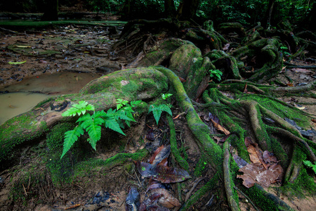 在热带雨林与苔藓和小溪的大树根