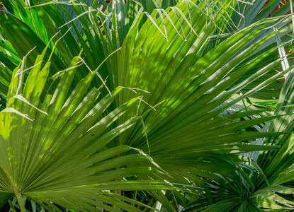 绿色的棕榈树叶纹理背景