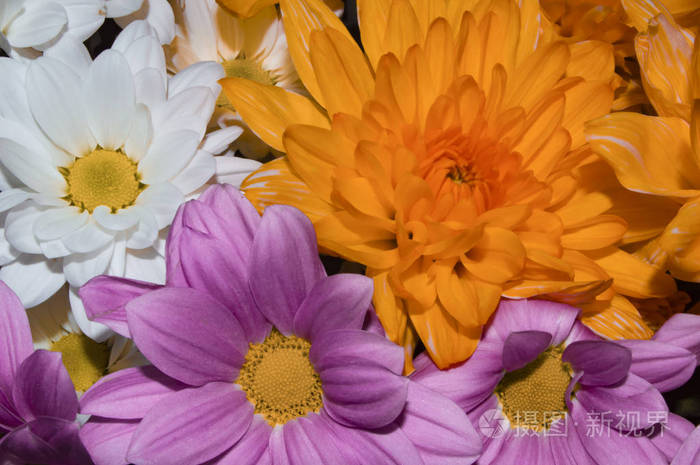 橙色紫色和白色的花特写镜头