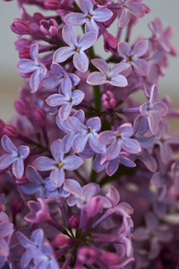 浅色背景上的紫色丁香。神奇的盛开的花园