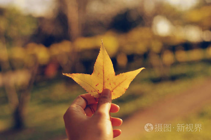 手拿枫叶在自然背景