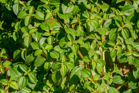 常春藤植物绿色与纹理背景图案