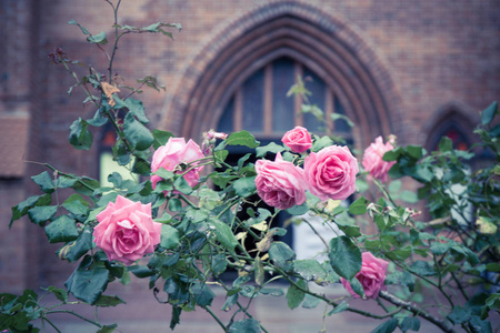 达勒姆图片-达勒姆素材-达勒姆插画-摄图新视界