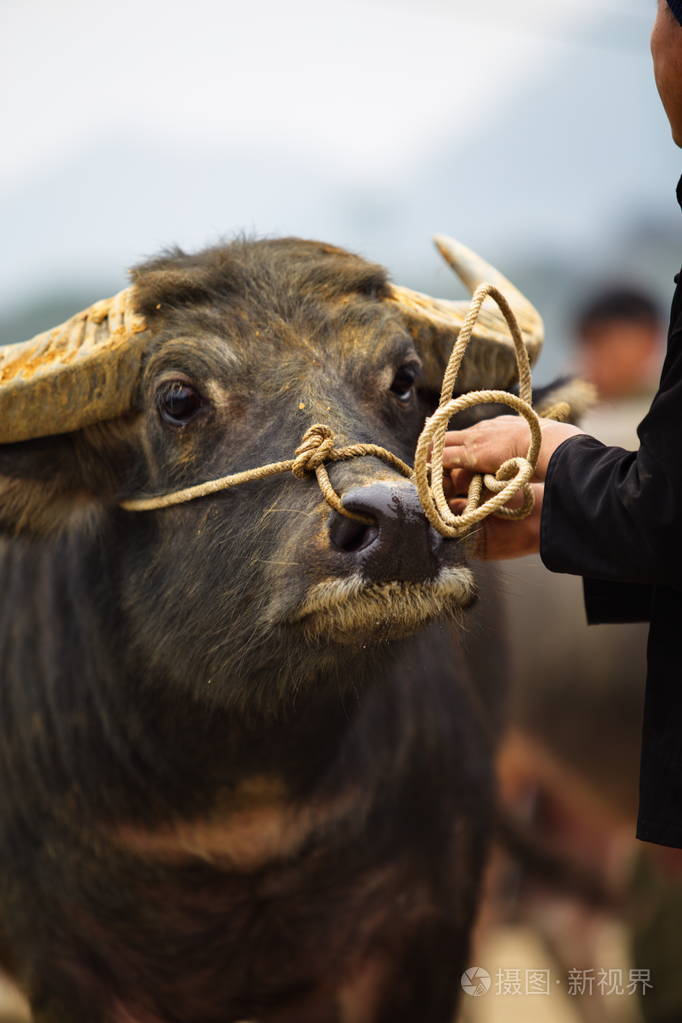水牛城市场越南