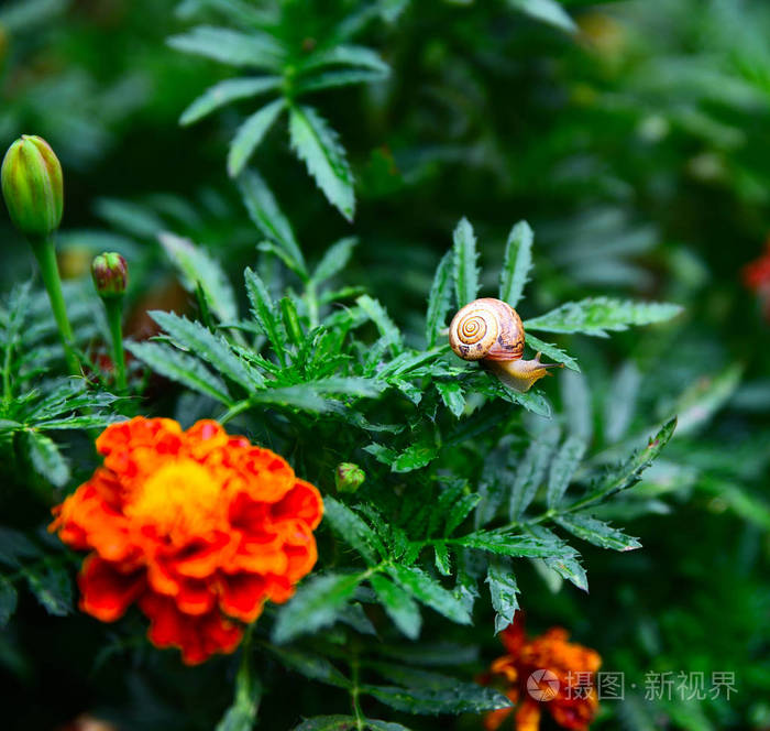 蜗牛在绿色茎的万寿菊，夏季的一天