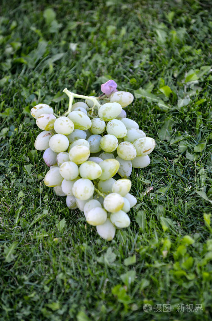 新鲜收获成熟有机白色的葡萄,感动的草地上