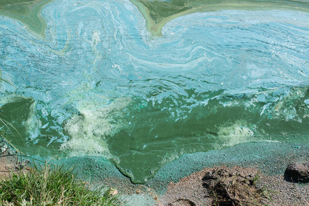 脏的湖被污染的湖的海岸照片