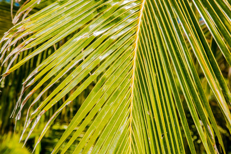 热带。被太阳照亮的棕榈树的绿色树枝