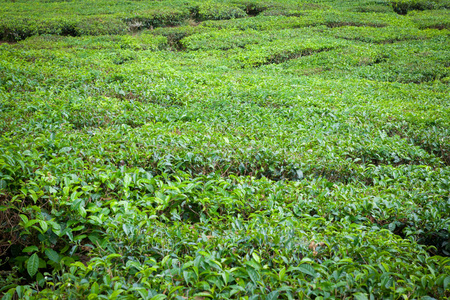 马来西亚金马伦高原的茶园