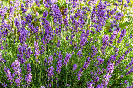 紫色的薰衣草花在早晨的时间与在花园中的模糊的背景