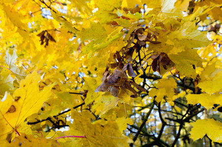 秋天, 叶子, 黄色的树