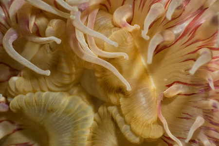 水下的多彩海葵