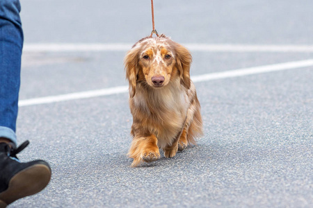 典型的腊肠犬特写