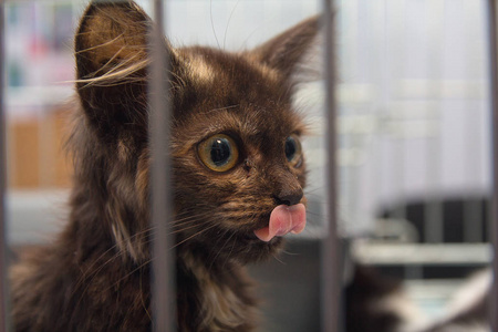 无家可归的小猫坐在避难所的笼子里。宠物