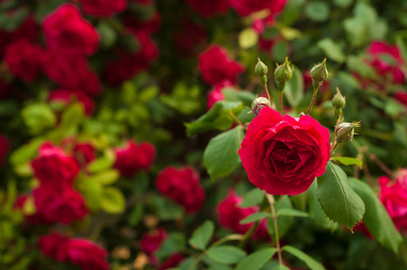 在雨后的绿色灌木的背景下, 鲜红的玫瑰与芽。夏日花园里美丽的红玫瑰