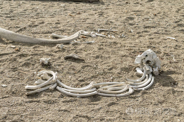 海滩上的海象骨头