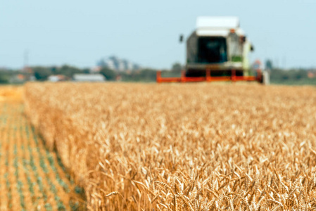联合收割机收割成熟的小麦作物