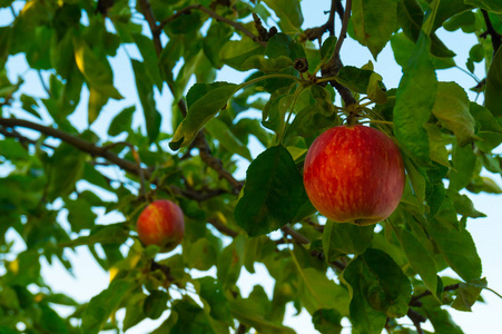 苹果树上的天空图片