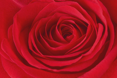 纹理红色的玫瑰花瓣宏