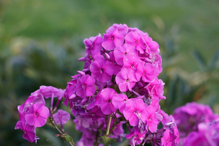 绿草背景上的粉红色花朵