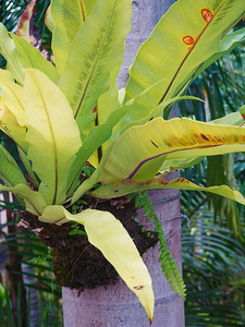 特写镜头寄生虫植物在树上在庭院