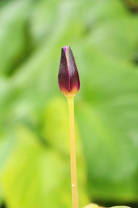 美丽与自然池塘中的莲花