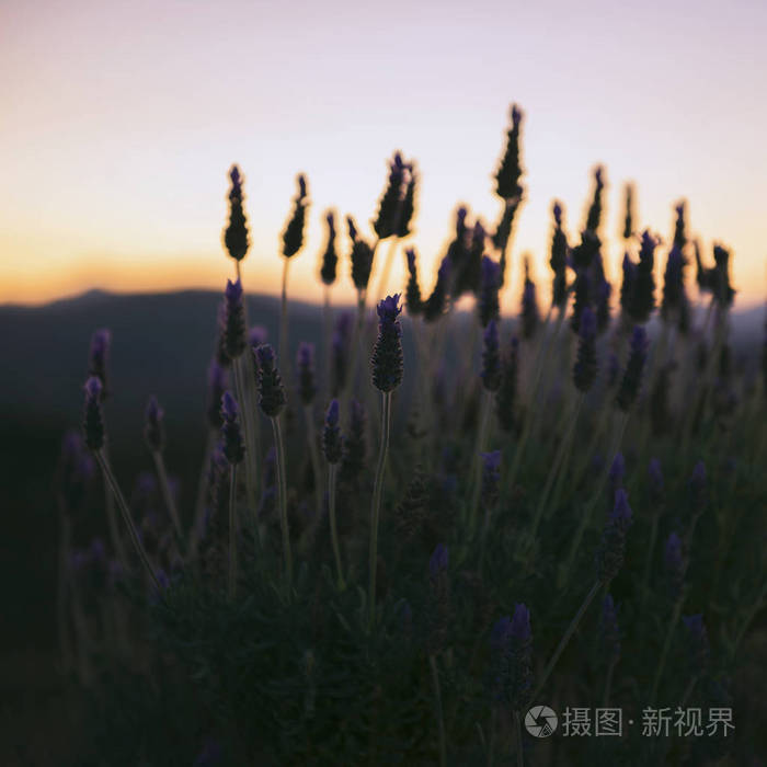 在大自然美丽的深紫色薰衣草植物