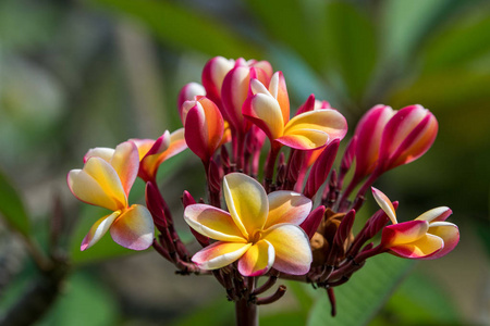 素馨花鲜花隔离