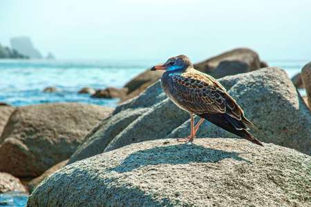临近海滩，鸟，坐在岩石上美丽的海鸟构成在海边