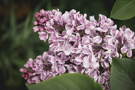 淡紫色的分支。春天的花朵