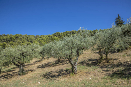 普罗旺斯的橄榄树