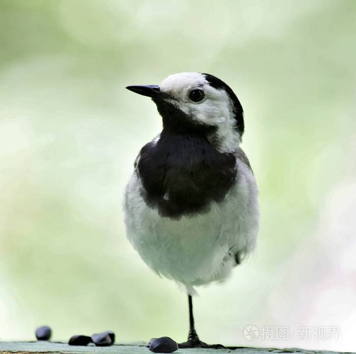 摄图新视界 照片 动物 一只脚站着.jpg