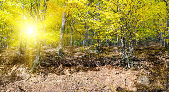 秋天的树林边上的山沟图片