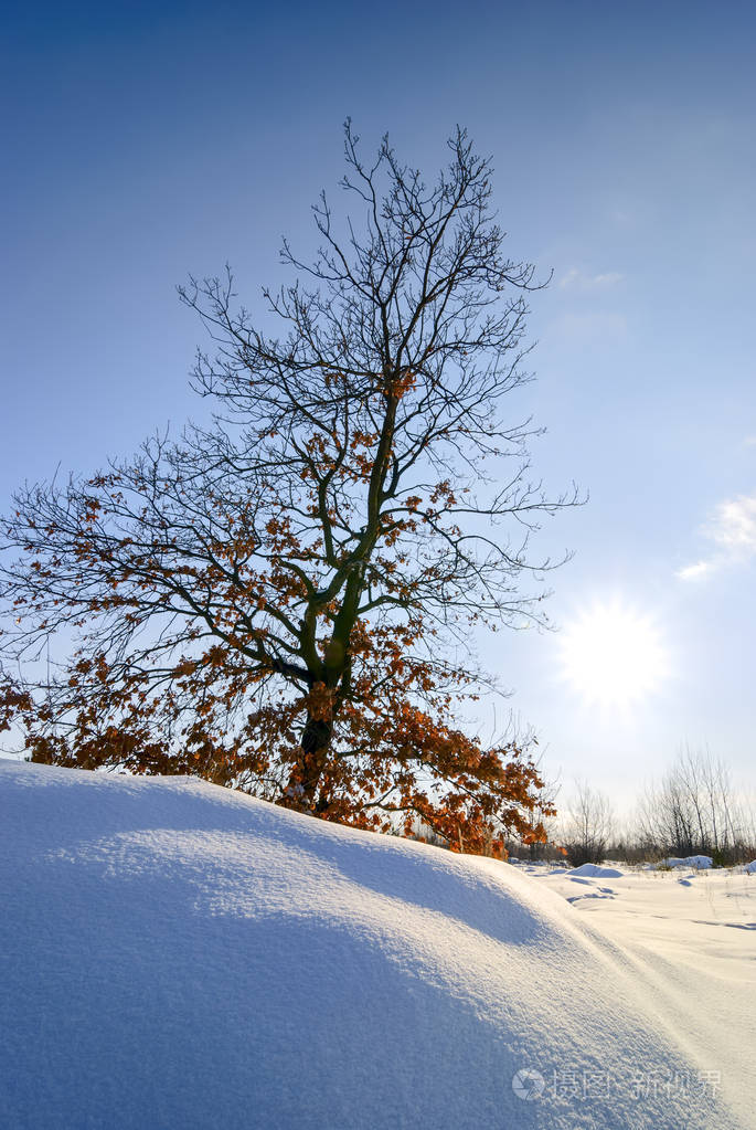 橡树在冬季在晴朗的天气