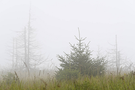 山上的山坡上有活的和死的圣诞树。雾, 多云