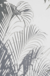 抽象背景的阴影棕榈叶在白墙上
