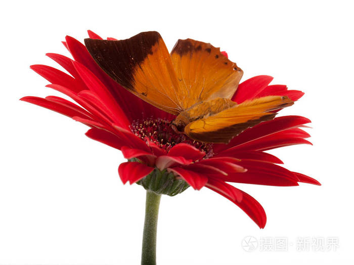 茶色王公蝴蝶在花上照片 正版商用图片0z7u96 摄图新视界