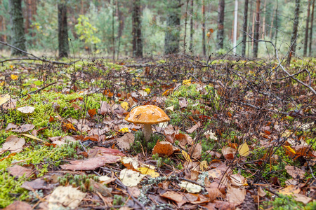 秋天森林空地上的波迪西诺维克