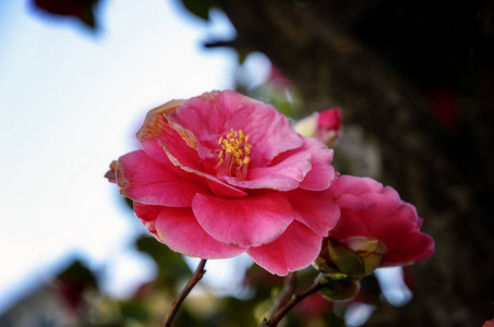 在修道院花园中绽放的红山茶花图片