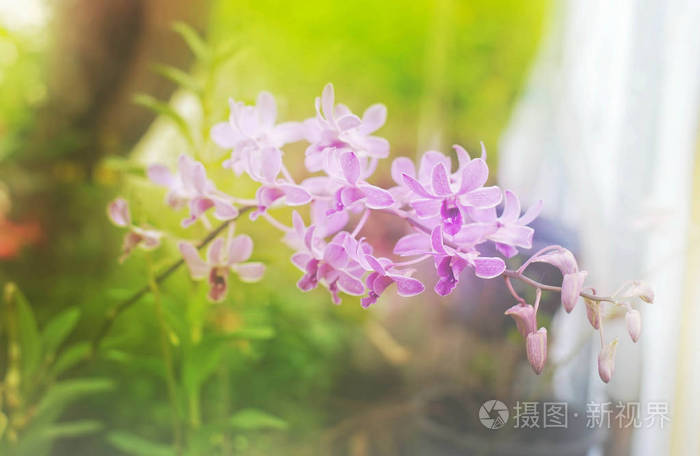 花园中柔和模糊的紫色兰花花