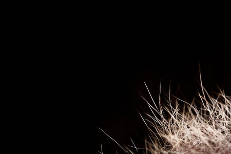 动物壁纸图片 动物壁纸素材 动物壁纸插画 摄图新视界