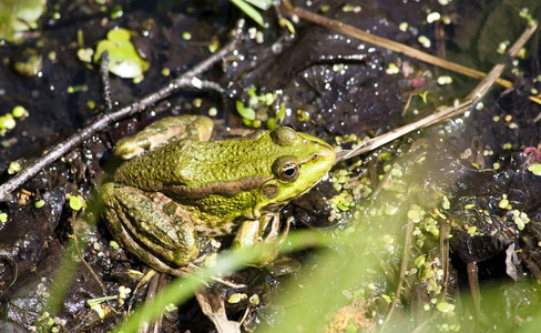 青蛙坐，晒晒太阳