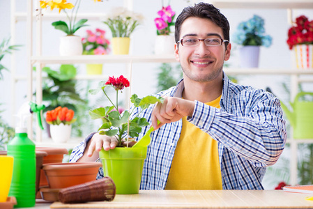 在一家花店与房子植物工作的园丁花店