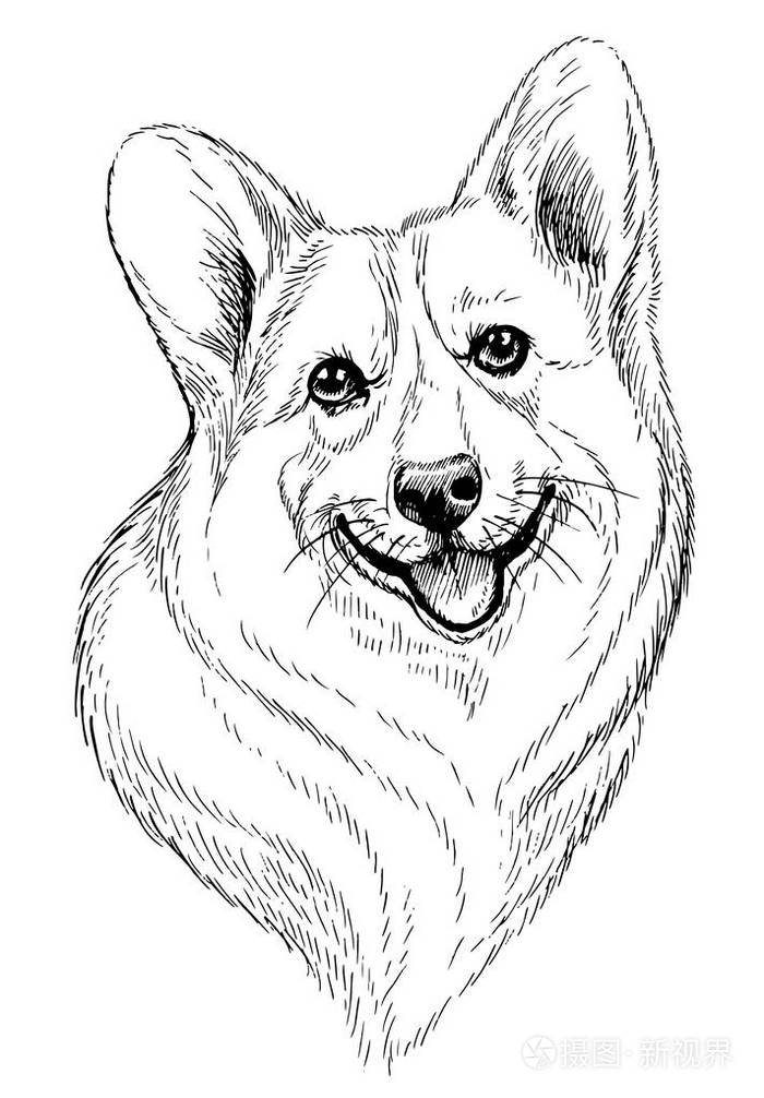 矢量手绘素描人像的威尔士科基犬彭布罗克 孤立在白色背景上的手绘国内宠物狗图插画 正版商用图片0z81ms 摄图新视界