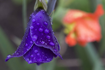 详细的带雨点紫唐菖蒲