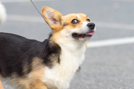 威尔士科基犬特写