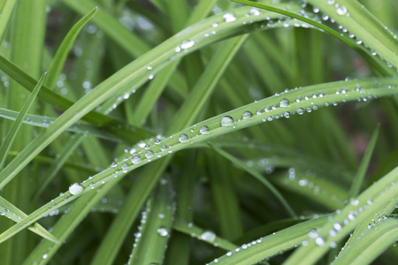 雨后绿叶上的水珠图片