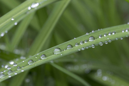 雨后绿叶上的水珠